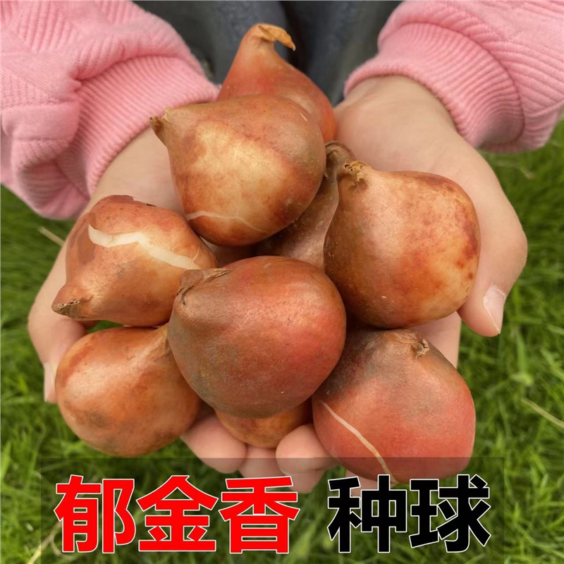 进口郁金香大种球南北方水