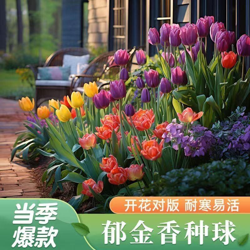 郁金香水培5度种球荷兰进口耐寒花卉植物种子室内盆栽花水养好养