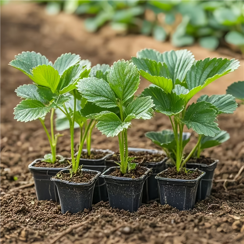 四季草莓苗穴盘盆栽带土奶