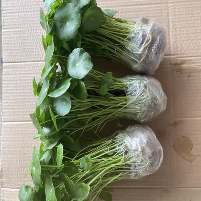 带叶铜钱草水培植物办公室