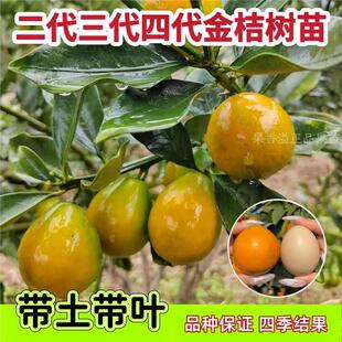 脆皮金桔树树苗广西融安第四代大叶滑皮金桔树苗四季嫁接果树果苗