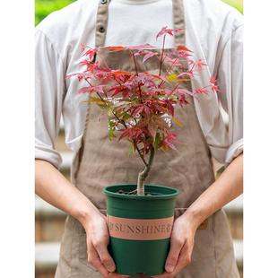 室内日本红枫盆景老桩红叶红枫盆栽树苗四季好养活红舞姬黄金枫树