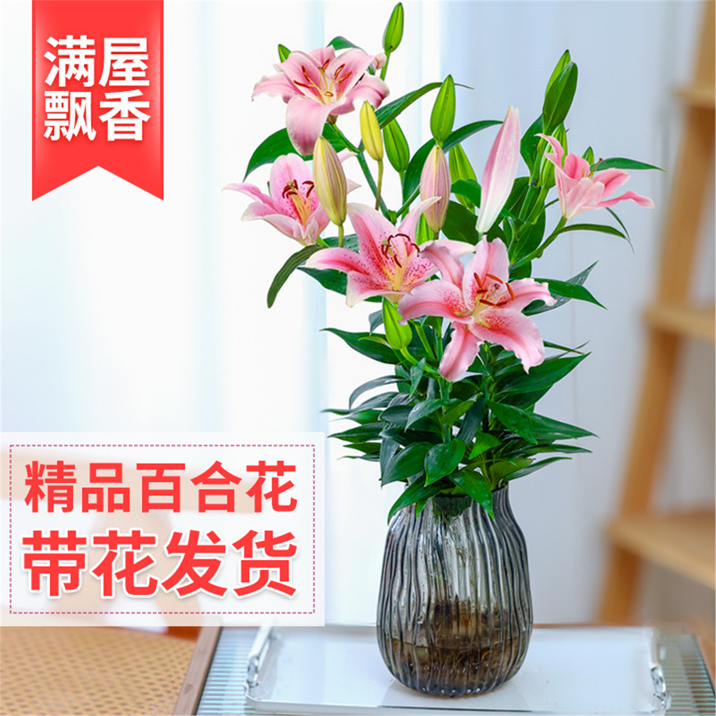 水培植物香水百合花盆栽带花苞室内办公室客厅好养花卉水养插花