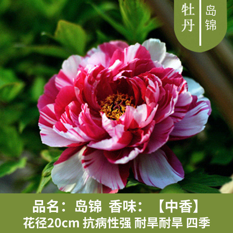 牡丹花老桩独杆盆景造精品型缠枝重瓣庭院盆栽多年生大苗易开花