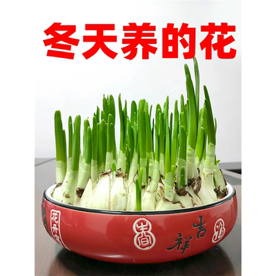 20个水仙花种球室内阳台桌