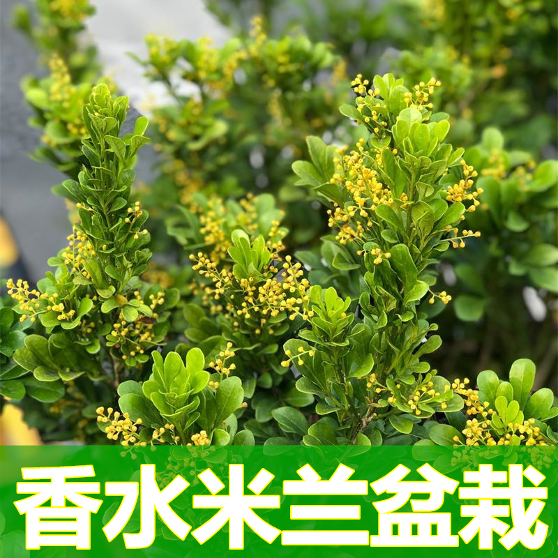 香水米兰盆栽客厅四季花卉卧室驱蚊花苗浓香型花卉植物室内带花苞