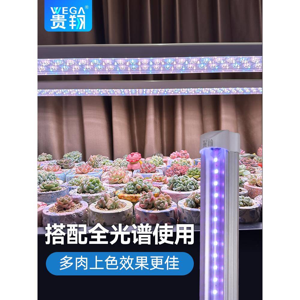 桂香多肉合防色灯Uva紫线彷外植物与AUK花卉补光配阳光