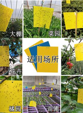 面粘虫板黄板诱虫板果园大棚防虫板果蝇针蜂诱捕器蓟马蓝板