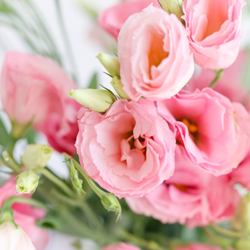 粉色洋桔梗鲜花家用水养花束客厅观赏鲜切花插花云南基地直发