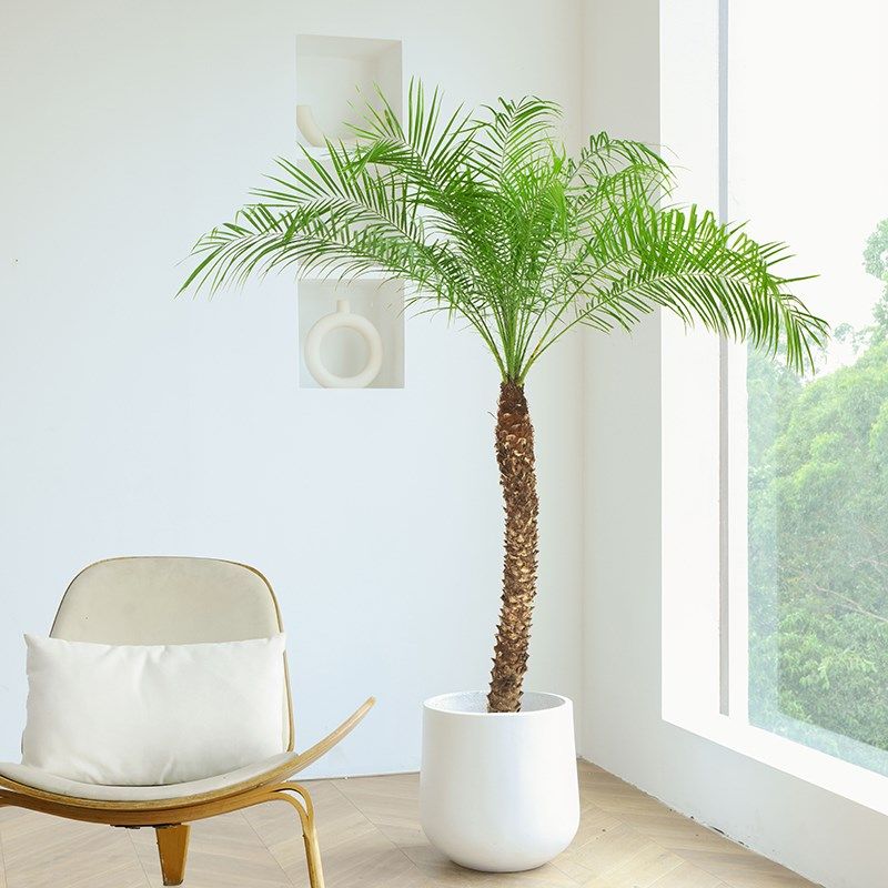 针葵盆栽椰子树室内大型客厅绿植刺葵棕榈树室外阳台热带植物庭院