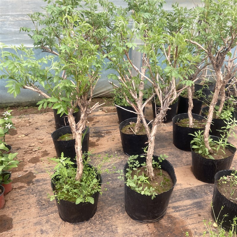 盆栽凌霄花大苗爬藤植物矮化带分枝耐寒耐热带盆带土球当年花