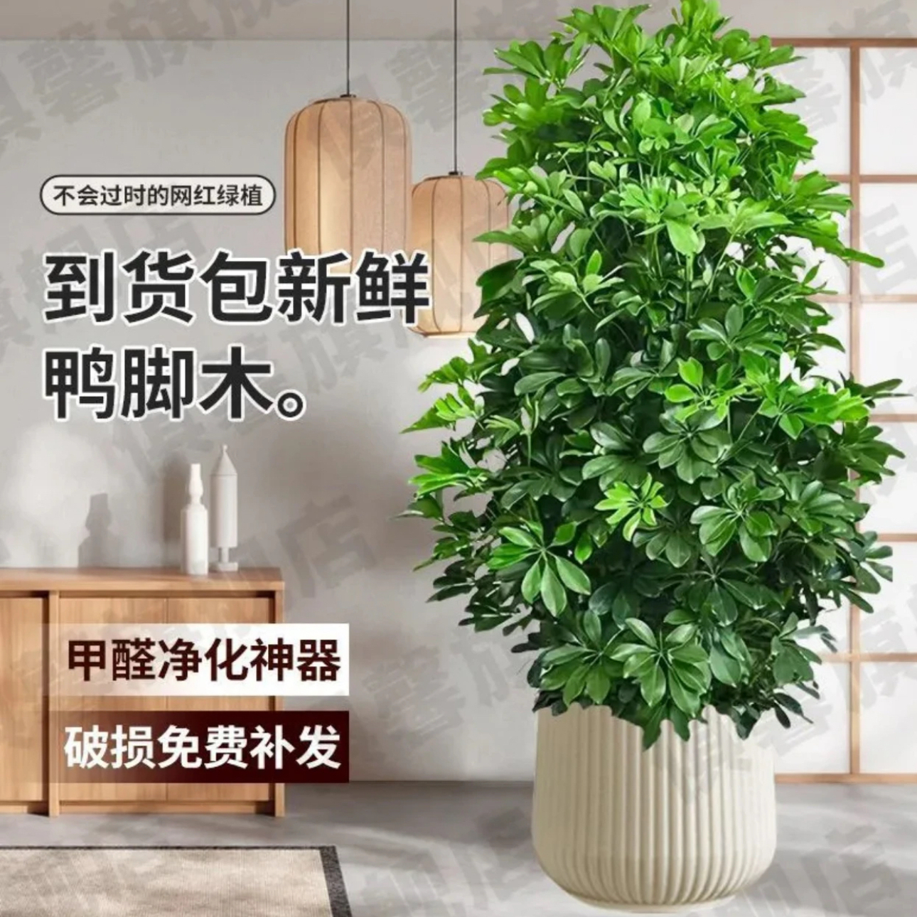 鸭脚木客厅大盆栽八方来财大型落地植物室内鸭掌木高级感绿植花卉