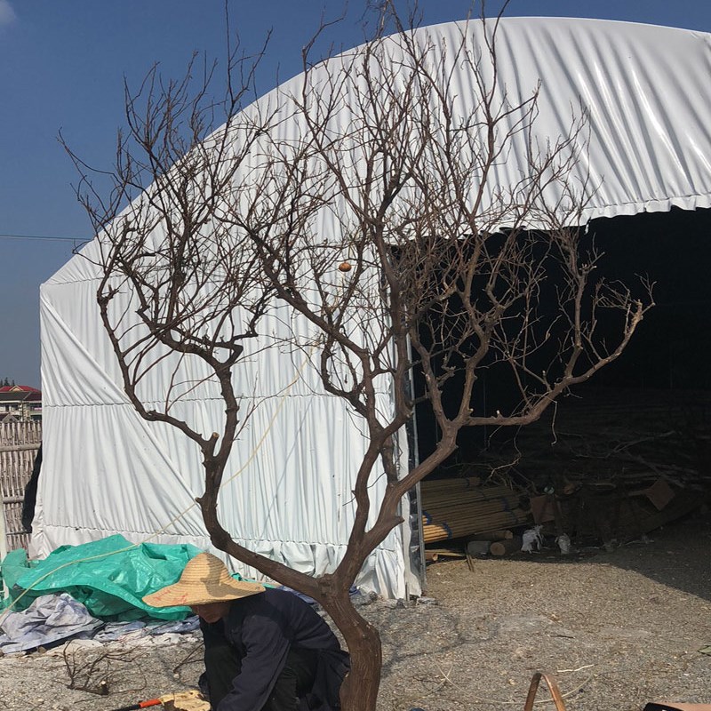 定做造型树枝白树干真树干造型许愿树橱窗装饰枯树树婚庆道具实木