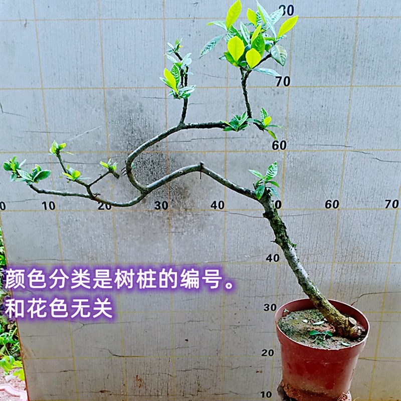 海岛栀子花老桩盆景大棵树苗一物一拍下单瓣山春梅造型小叶水横枝