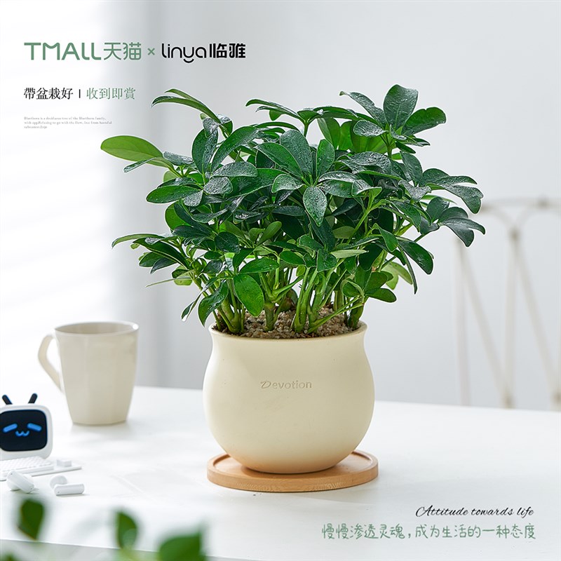 鸭脚木桌面小盆栽八方来财办公室内绿植摆件in风懒人养植物掌