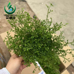 200盆翠云草苗袋苗盆苗剑柏蓝地柏地柏叶庭院小区花海造景耐践踏