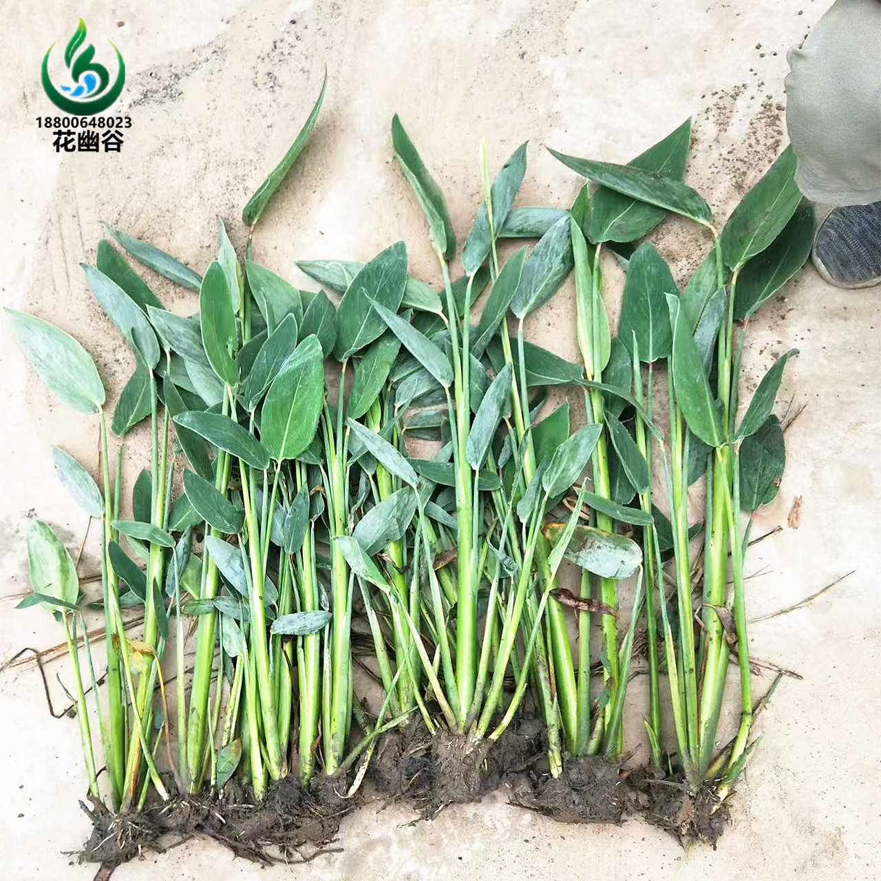 再力花苗鸢尾水生植物室外池塘河道绿化人工湿地挺水花卉净化水质