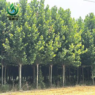 法国梧桐树树苗大树庭院风景树行道园林绿化苗木南方种植青桐法桐