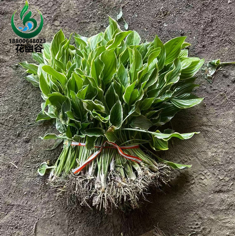 观叶玉簪花苗青叶玉簪金边玉簪花叶宿根耐阴植物阳台庭院园林花镜