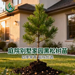 黑松树苗松树苗山坡苗木护坡植物庭院栽植观叶高档盆景室内盆栽