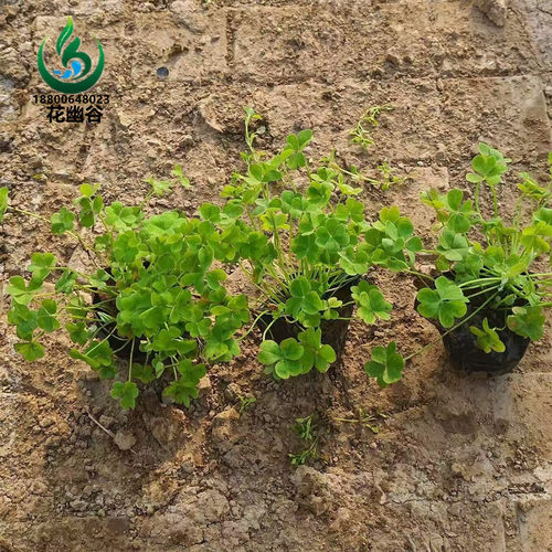 四叶草花草红叶炸酱草绿叶
