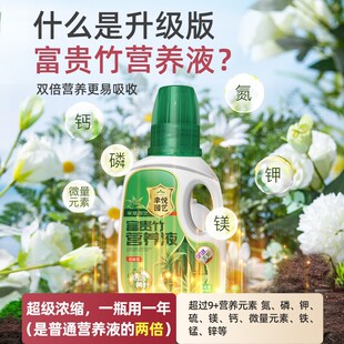 富贵竹专用营养液治黄叶促生根转运竹龙竹观音竹水培植物专用花肥