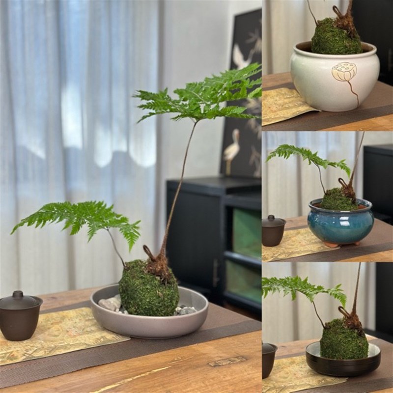 苔藓球专用花盆水培盘红鳞蕨盆观音竹花盆蕨类植物花盆陶瓷水培盆