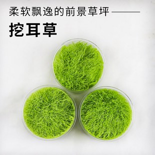 挖耳草鱼缸前景草大草原无菌杯淡水养殖阳性水草植物需要二氧化碳