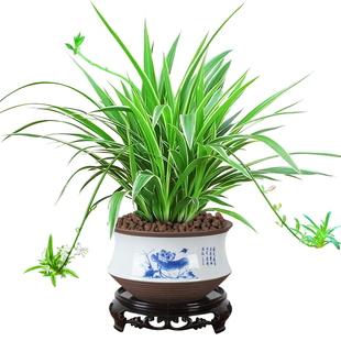 金边吊兰盆栽花卉植物室内花阳台净化空气去甲醛绿植水养水培垂吊