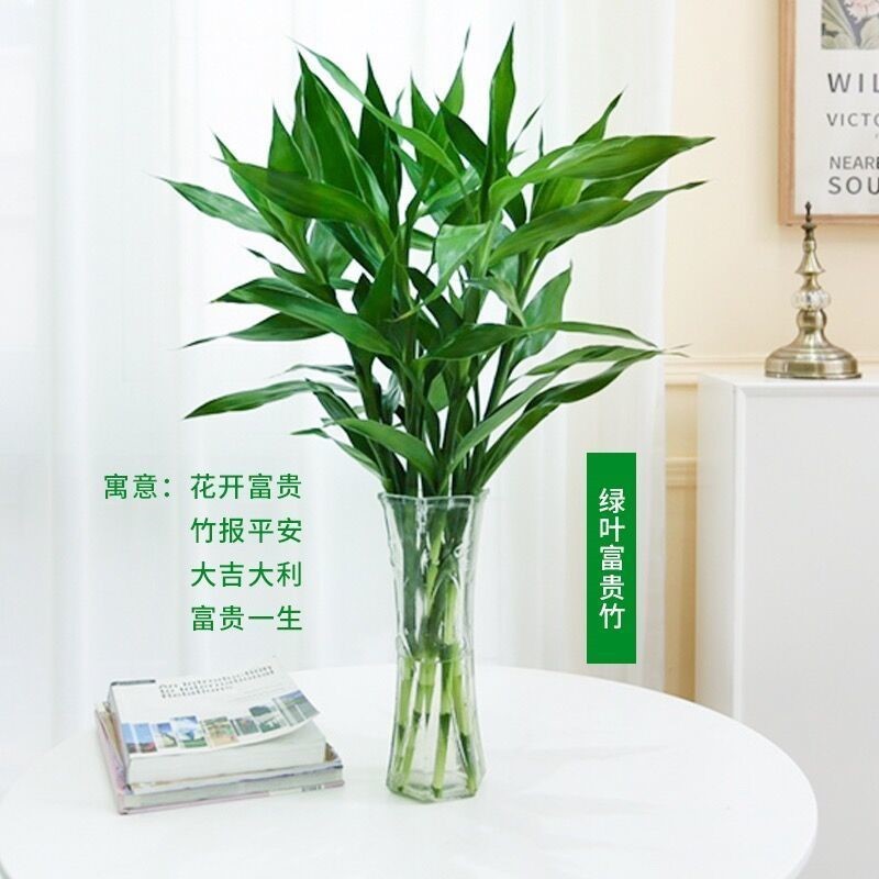 水养富贵竹水培植物转运竹龙竹弯竹水竹开运竹子盆栽室内带根绿植