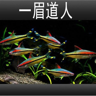热带淡水观赏鱼一眉道人黑影道人黄化一眉道人草缸群游鱼