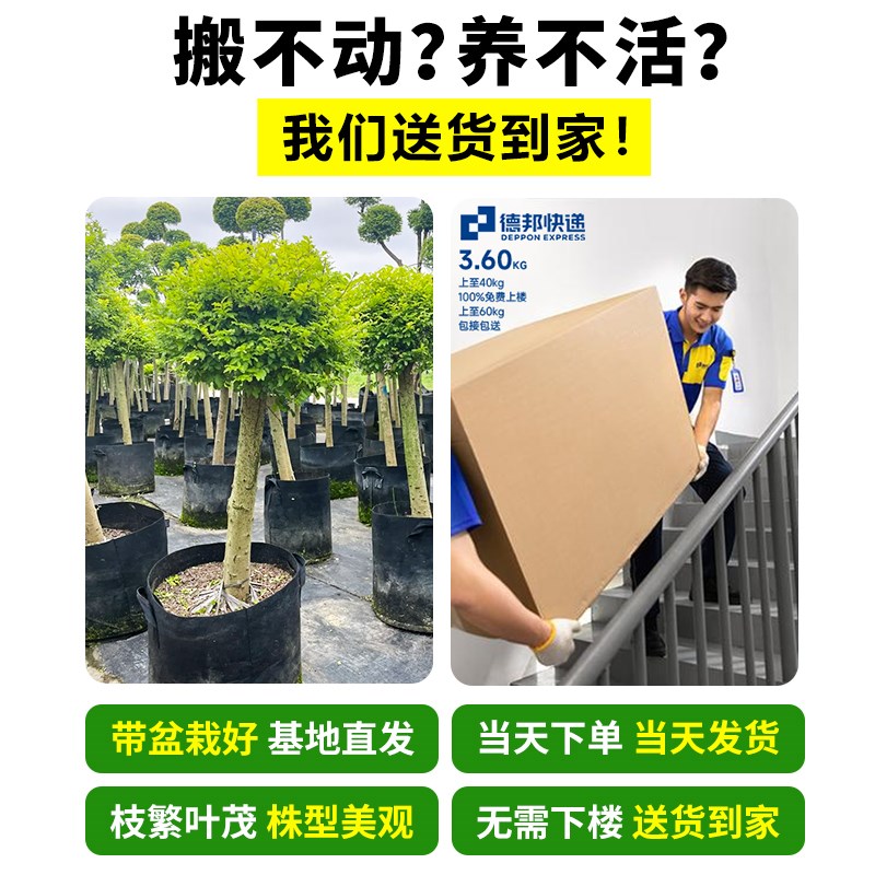 多头亮晶女贞棒棒糖商场造景绿植别墅造型树花镜植物四季常青耐寒