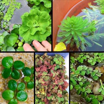 浮萍水草水面植物龟缸造景水培漂浮芝麻萍水芙蓉肚兜槐叶古法养鱼