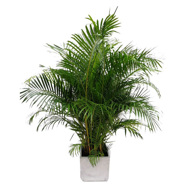 散尾葵大型室内盆栽绿植凤尾竹植物办公室客厅净化空气吸甲醛包邮