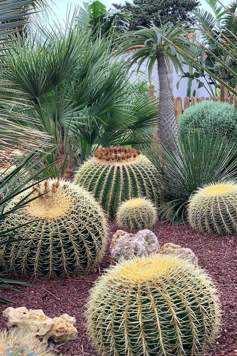 仿真装饰热带沙漠肉类仙人掌中大型落地绿植造景搭配盆景,家居饰品,仿真植物盆景,淘宝优惠券,粉丝福利购,淘宝优惠卷
