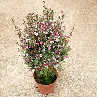 澳洲松红梅盆栽花苗室外庭院花园耐寒耐冻花卉植物三色松红梅盆栽