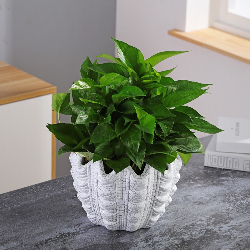 欧式陶瓷水培花盆简约陶盆绿萝铜钱草室内无孔水培盆大号陶盆