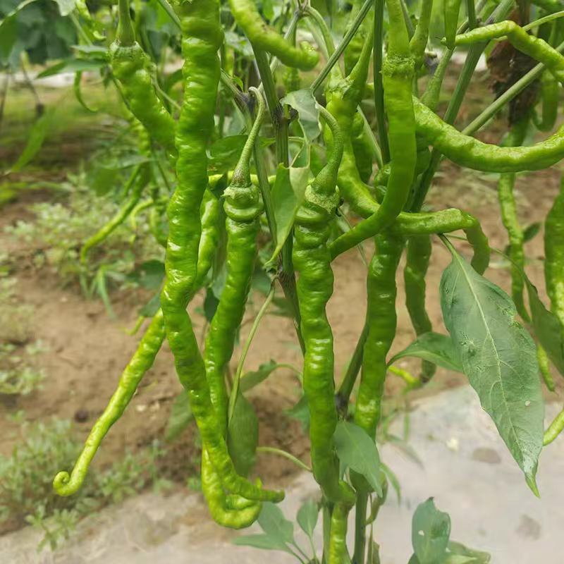 甘肃天水甘谷辣椒陇椒线椒螺丝椒新鲜应季蔬菜现摘现发绿辣椒