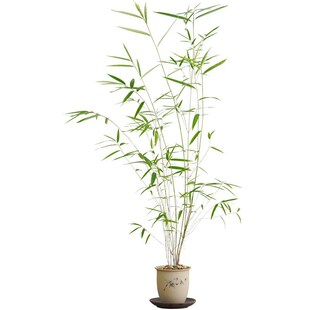 精品内门竹盆栽名贵门内竹室内庭院绿植四季常青好养易活竹子盆景
