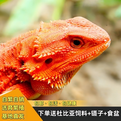 鬃狮蜥蜴宠物幼体入门级