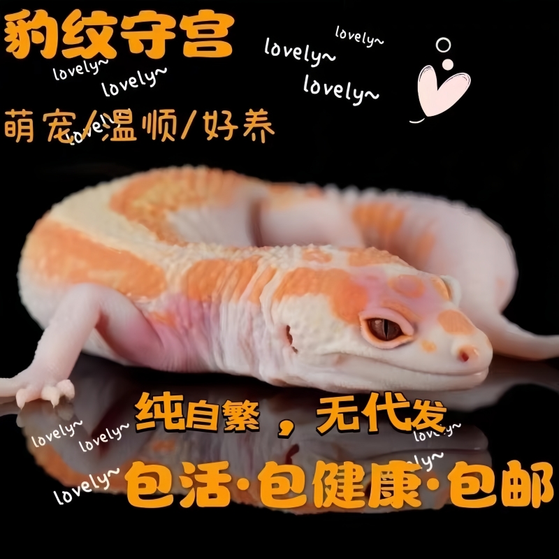 豹纹守宫蜥蜴小型火龙