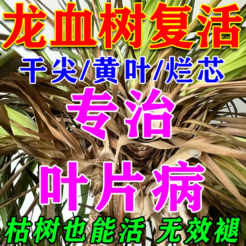 龙血树专用肥料绿植营养液治疗龙须树黄叶干尖烂根烂茎生根复活灵