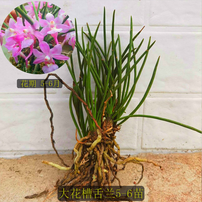 附生兰 兜兰大根短距大槽舍兰 鸟舌兰狐尾兰钥匙兰风兰净化空气