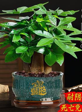 发财树小盆栽大绿植办公室内除甲醛花卉客厅好养旺宅植物桌面盆景