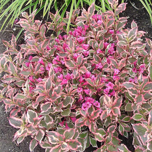 五彩花叶锦带金叶红王子锦带花苗盆栽多年生木本观叶花卉灌木大苗