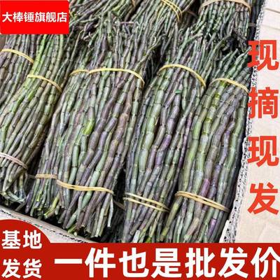 云南 霍山五年生铁皮石斛四年生鲜条500克现采现发铁皮新鲜石斛