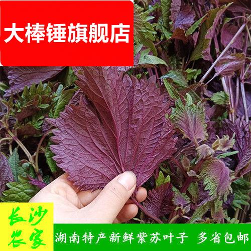 湖南蔬菜紫苏叶紫红新鲜子苏叶食用紫色可吃田螺鱼虾海鲜去腥味