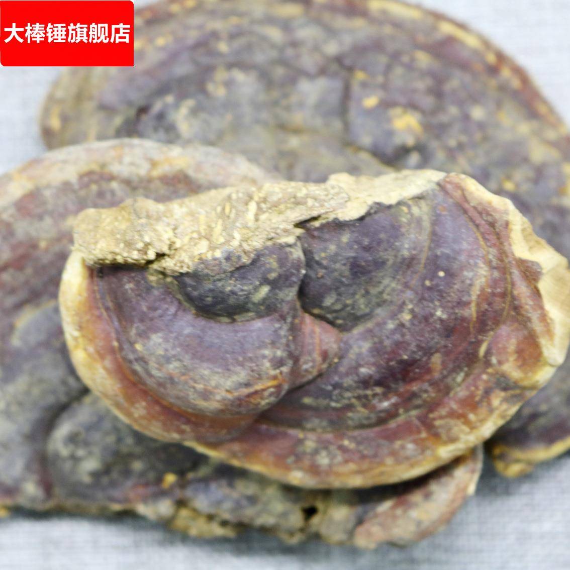 供应 灵芝 灵芝个参类滋补品