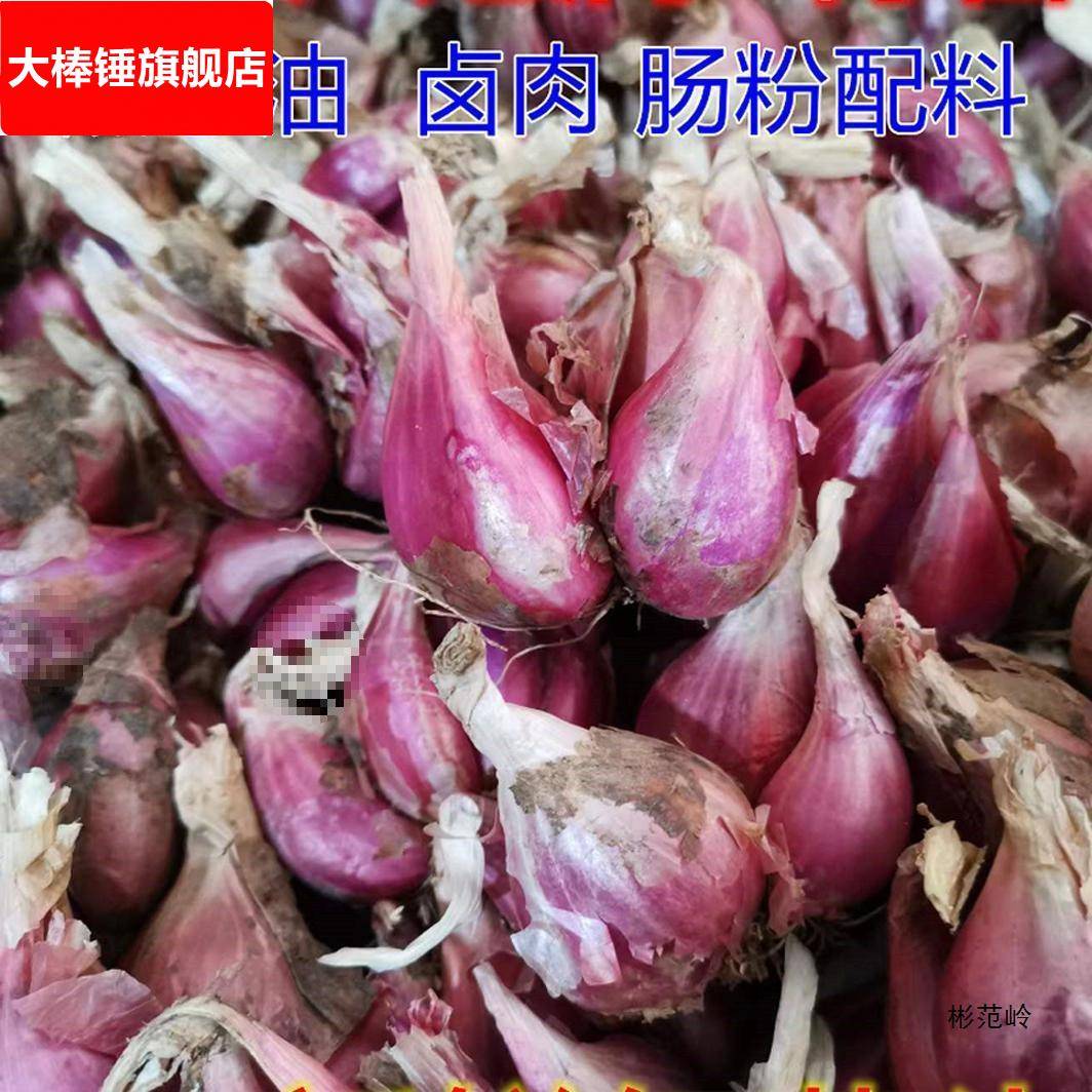 四川红葱头干葱头四季香葱头火葱种熬葱油卤肉饭盆栽种植产地直发