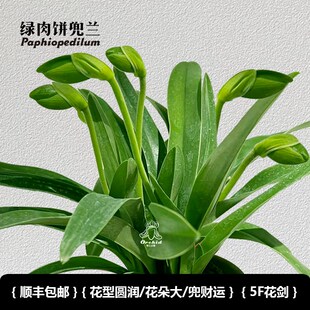 兜兰之家-绿肉饼兜兰 带花苞红肉饼/绿肉饼花期长室内盆栽大花兜